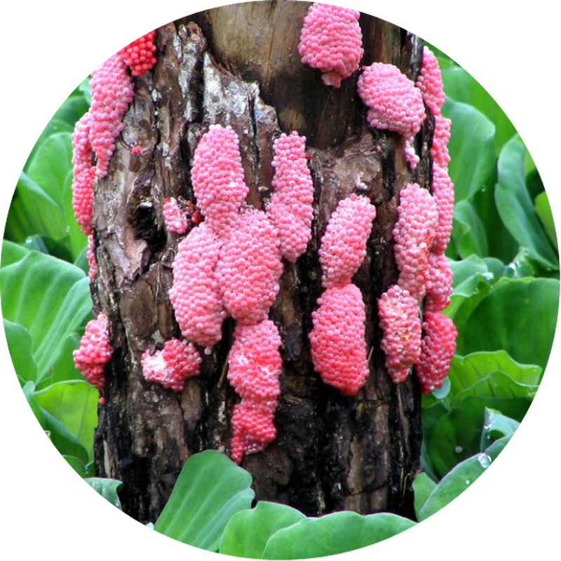 Tea Saponin Powder - 60% Plant Extract CAS 67-71-0 Turfgrass Fertilizer