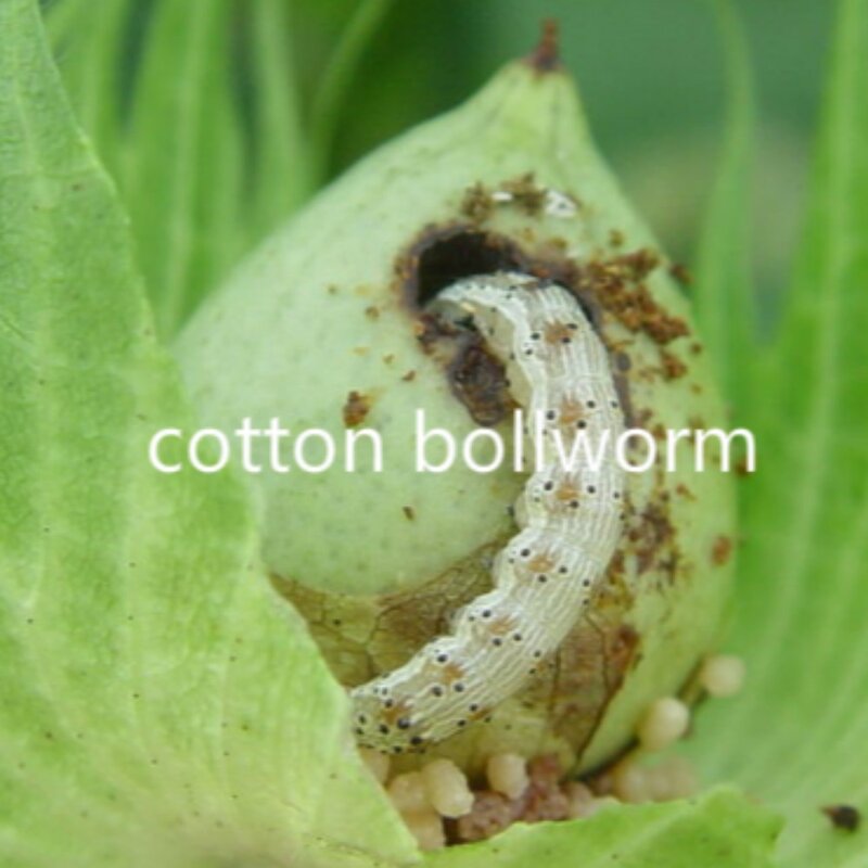 Bacillus Thuringiensis Kurstaki BTK - Bt CAS 68038-71-1 Lepidoptera Pesticide