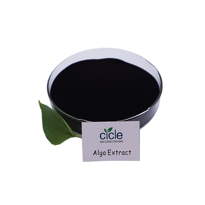 Alga 50 Meal - Laminaria Sp Seaweed Extract Hot Product Plant Health