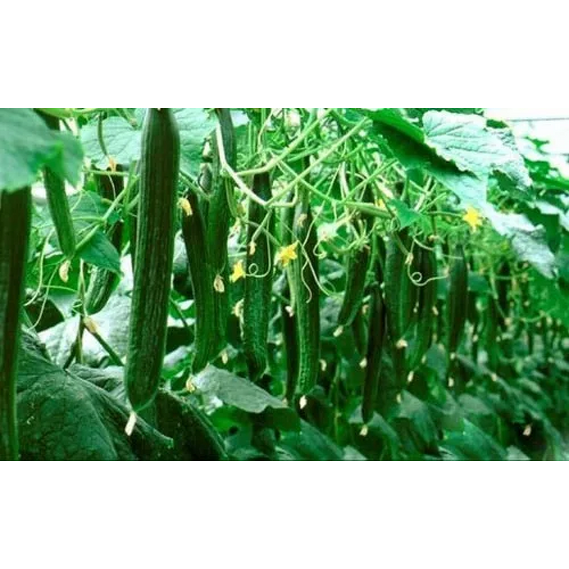 Folic Acid Powder - Folate VB9 Vitamin B9 Food Feed Grade