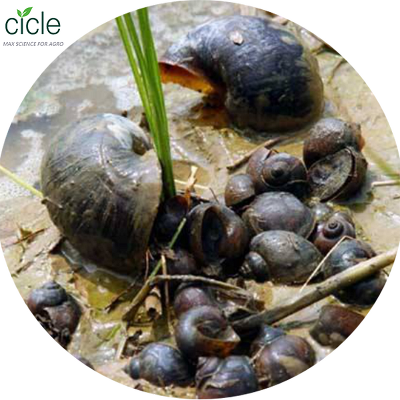Tea Saponin Insecticide - Kill Ampullaria Gigas Rice Fields Free Sample