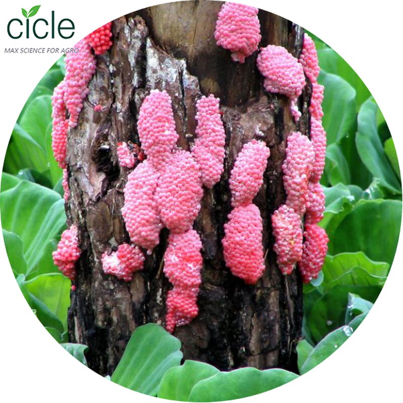Tea Saponin Insecticide - Kill Ampullaria Gigas Rice Fields Free Sample