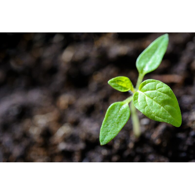 Abamectin TC - 95% Technical Powder CAS 71751-41-2 Good Insecticide