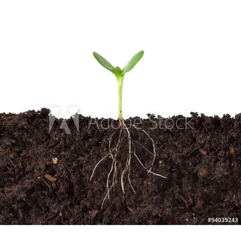 Potassium Humate Fertilizer - Auxin Plant Hormone Soil Conditioner