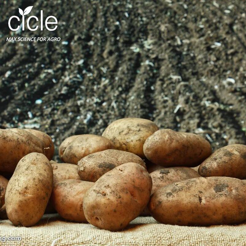 Polyglutamic Acid PGA - L-glutamicacid Polymer Fertilizer Synergist Yield