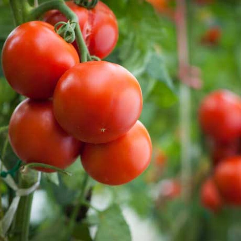 Compound Amino Acid Powder - 45% 100% Water Soluble Export Europe Fertilizer