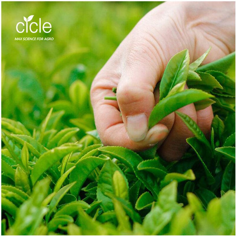 Tea Seed Saponin Powder - 60% Pure Plant Extract Agriculture Grade