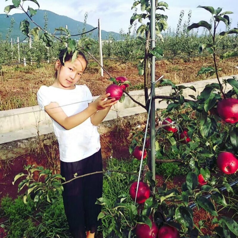 28-Homo-brassinolide - 0.1% DF New Tech Relieve Agrochemical Hazards