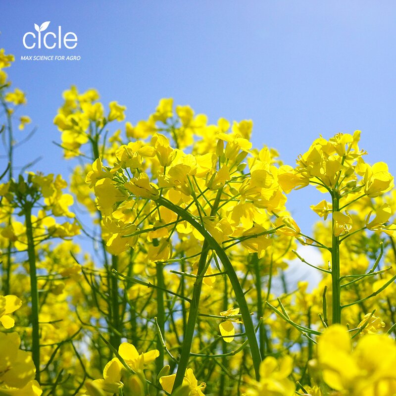 Compound Amino Acid Powder - 50% Yellow Animal Origin Plant Growth Enhancer