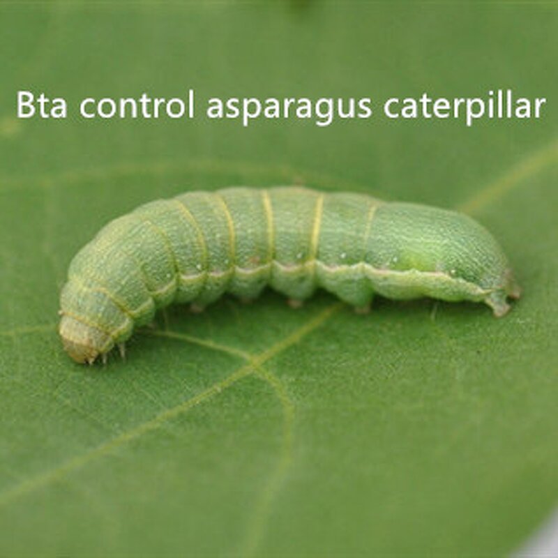 Bacillus Thuringiensis Aizawai Bta - Bt Powder Organic Farming Insecticidal