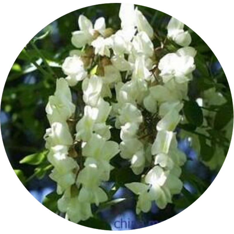 Quercetin Powder - Plant Extract FLAVIN MELETIN CAS 117-39-5