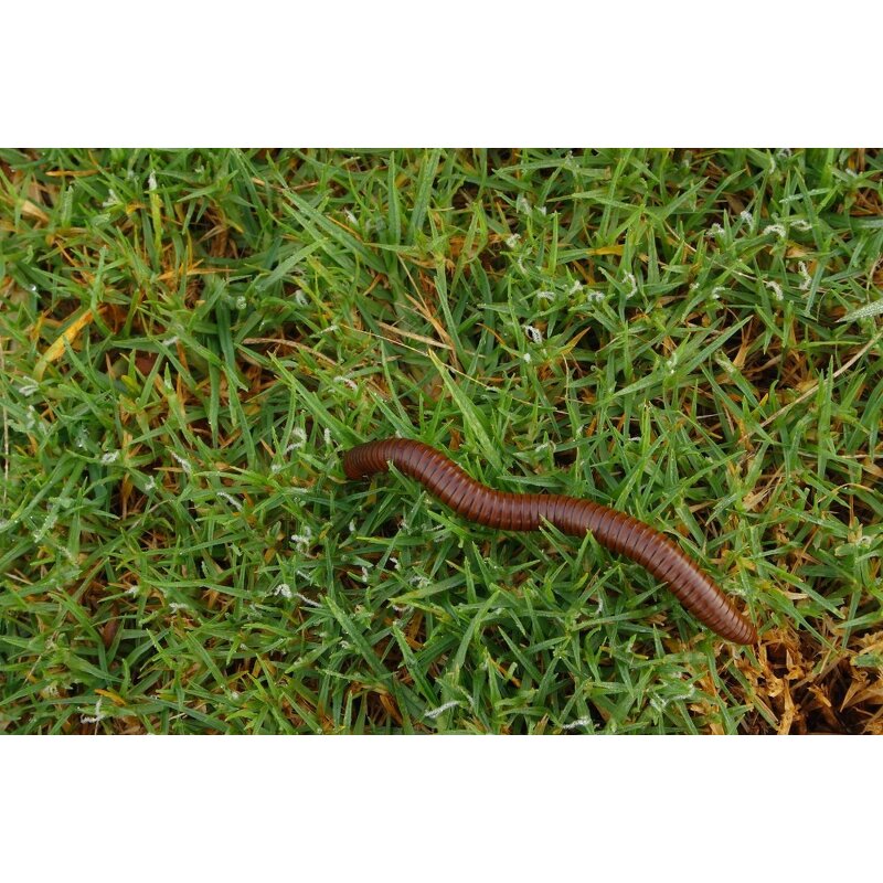 Tea Seed Pellet - Granular Meal Earthworm Control Fertilizer