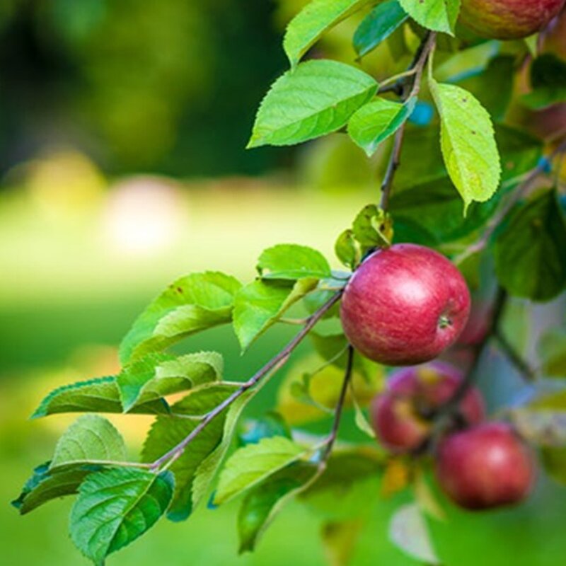 Seaweed Extract Liquid - Laminaria Sp Alga Nori Plant Growth Fertilizer