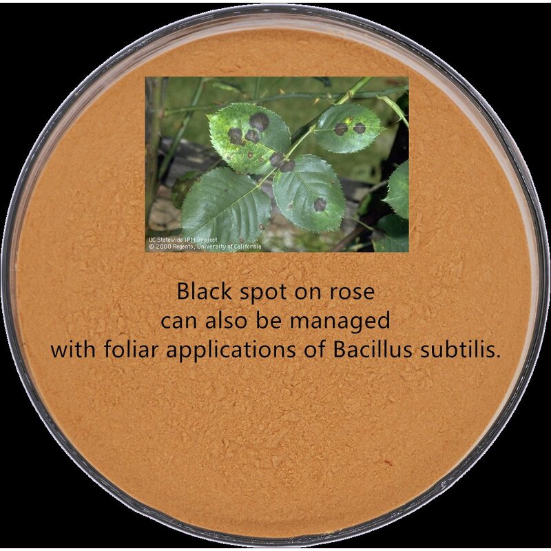 Bacillus Subtilis BS - Biological Fungicide Powder Organic Farming Grade