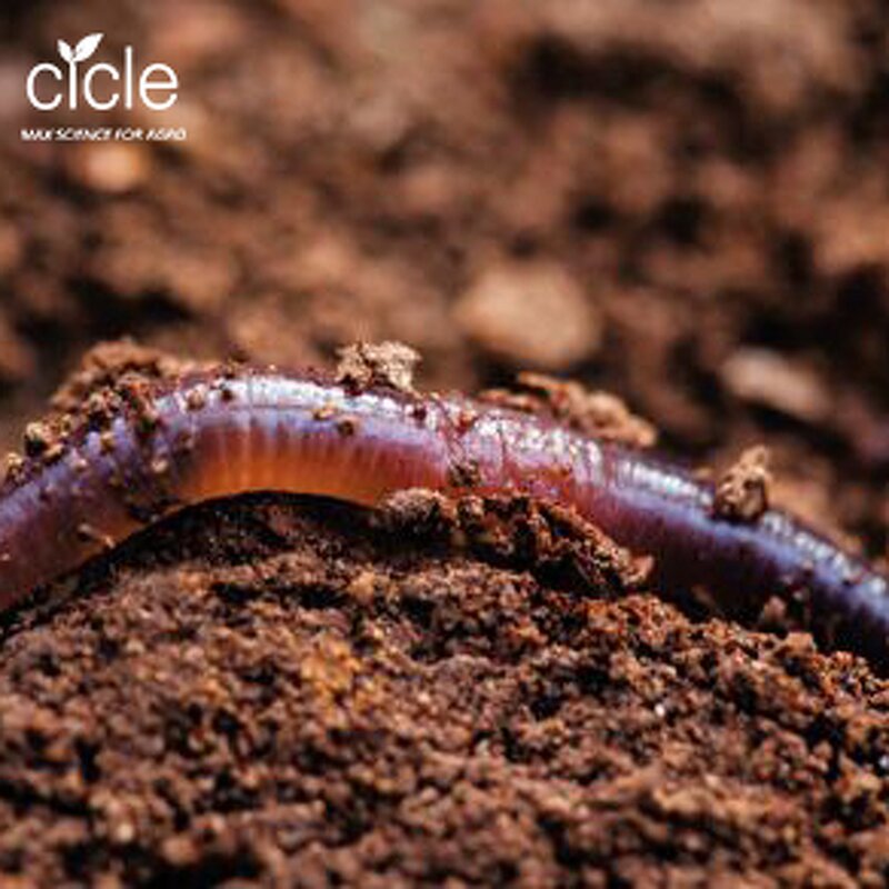 Tea Saponin Liquid - Organic Earthworm Fertilizer China Export Free Sample