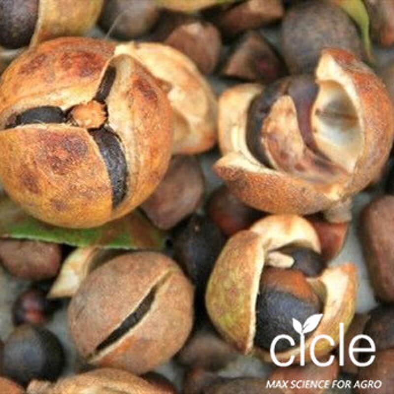 Tea Saponin Liquid - 35% Plant Extract CAS 67-71-0 Turfgrass Fertilizer