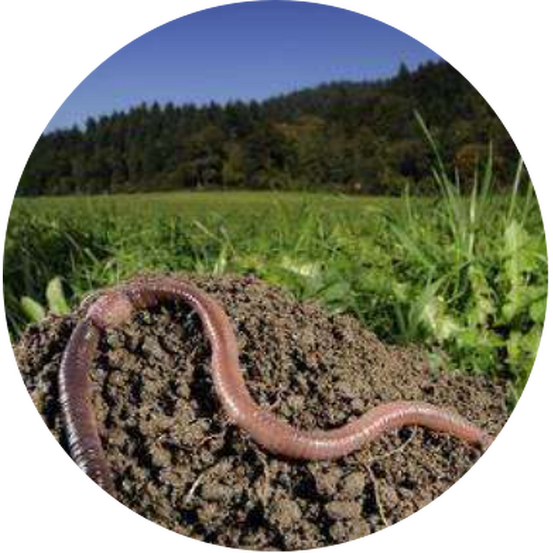 Tea Seed Saponin - Organic Agriculture Product Plant Extract