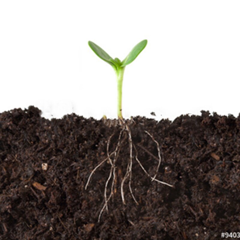 Seaweed Extract Powder - Plant Growth Regulator Organic Fertilizer