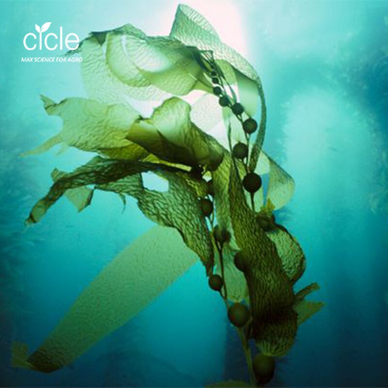 Seaweed Extract Alga 50 - Factory Price Organic Fertilizer for Crops