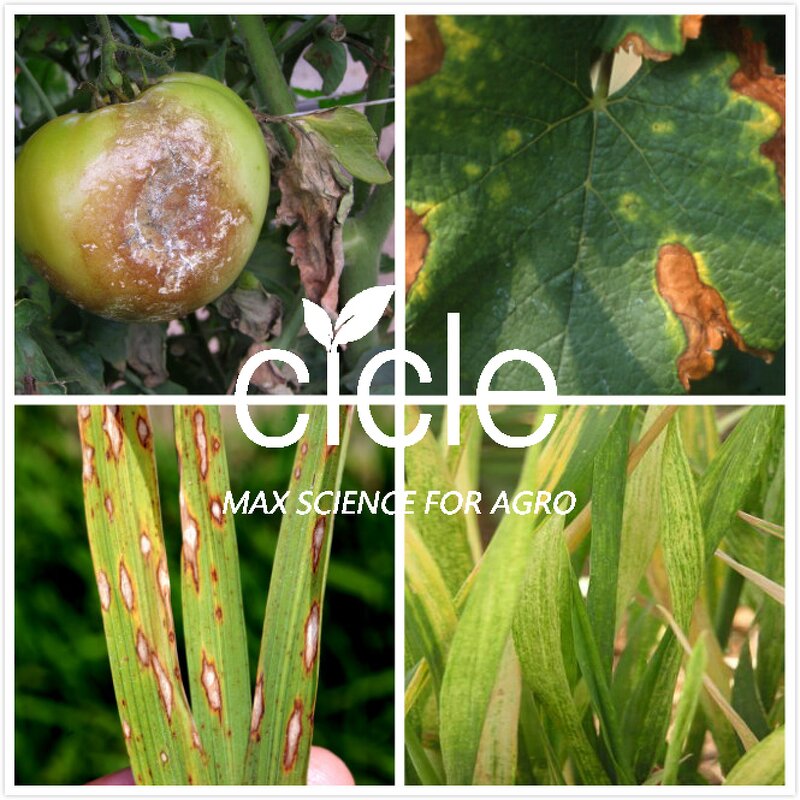 Azoxystrobin Pyroxystrobin - 60% WDG DF New Tech Fungicide