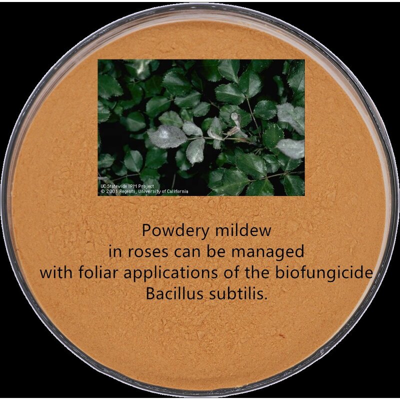 Bacillus Subtilis BS - Biological Fungicide Powder Organic Farming Grade