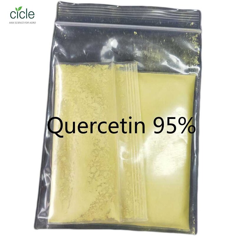 Quercetin Powder - Plant Extract FLAVIN MELETIN CAS 117-39-5