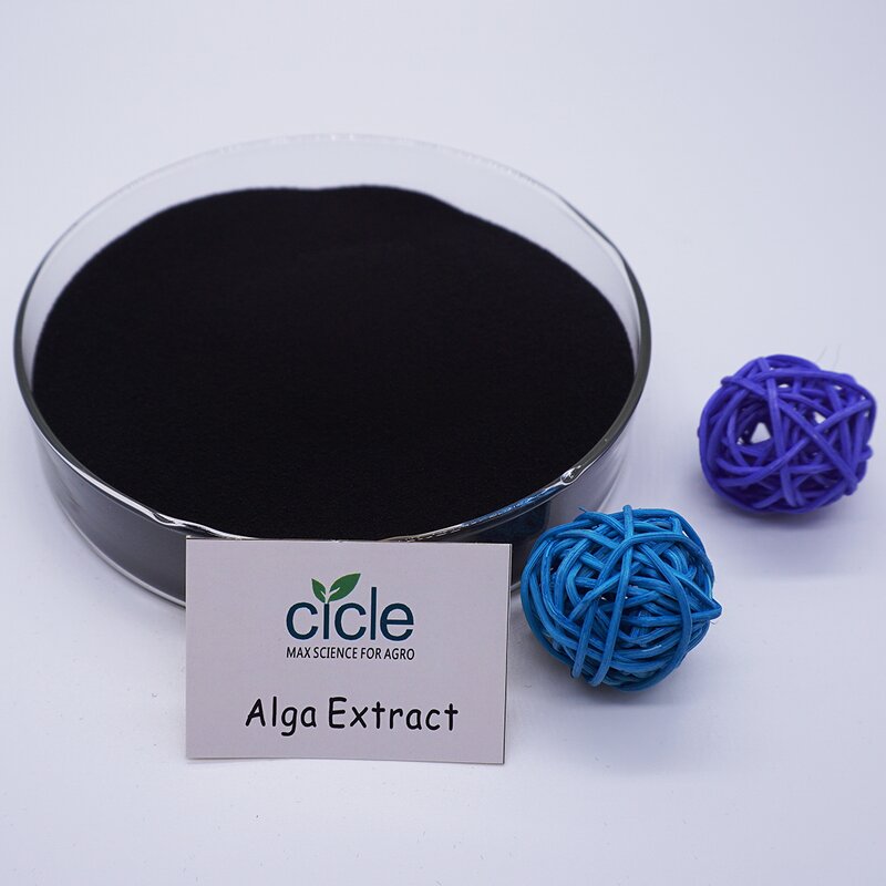 Seaweed Extract Powder - Ascophyllum 100% Soluble China Supplier Cheap Price