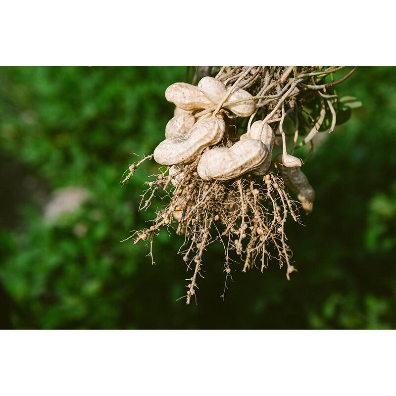 Rhizobium Japonicum - Bradyrhizobium Leguminous Crops Nitrogen Supplement