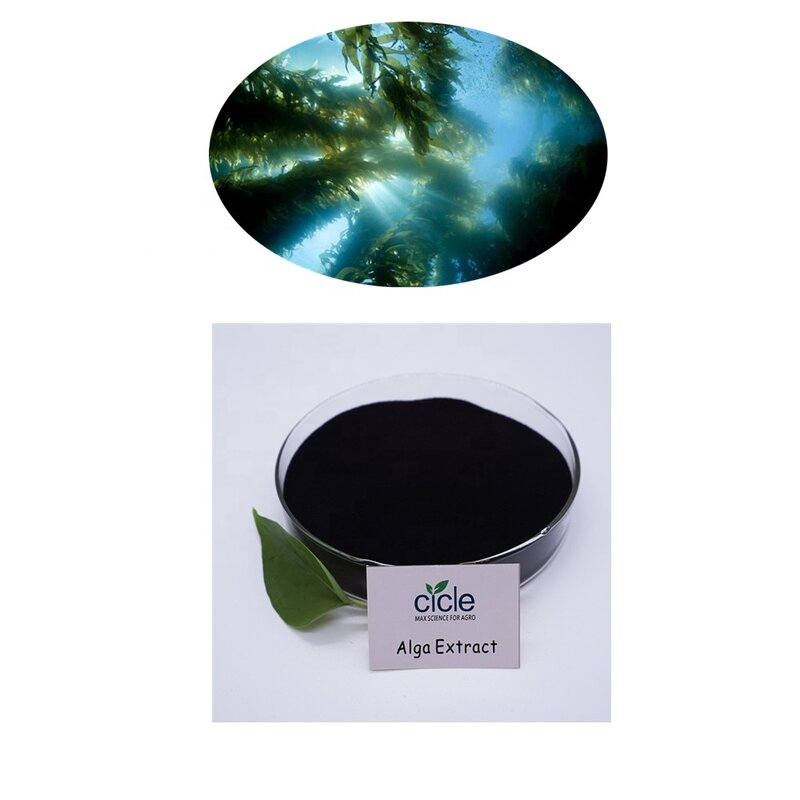 Seaweed Extract Powder - Plant Growth Regulator Organic Fertilizer