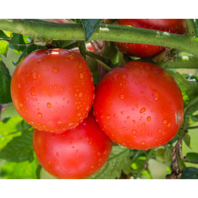 Lentinan Bio Fungicide - Tomato Virus Disease Resistance Inducer Fungous Proteoglycan