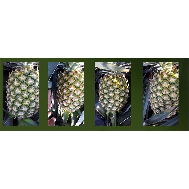 Triacontanol Powder - 90% TC Bee Wax Extract Plant Growth Regulator