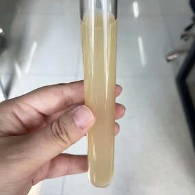 Rhizobium Japonicum - Bradyrhizobium Leguminous Crops Nitrogen Supplement