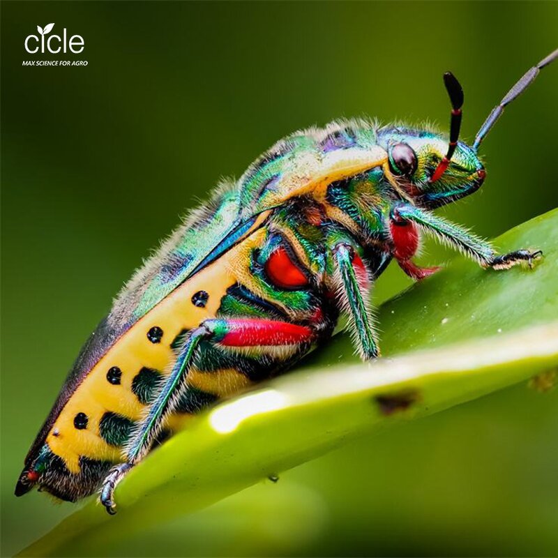 Bacillus Thuringiensis Bt - Organic Pesticide Agriculture Pest Control Effective