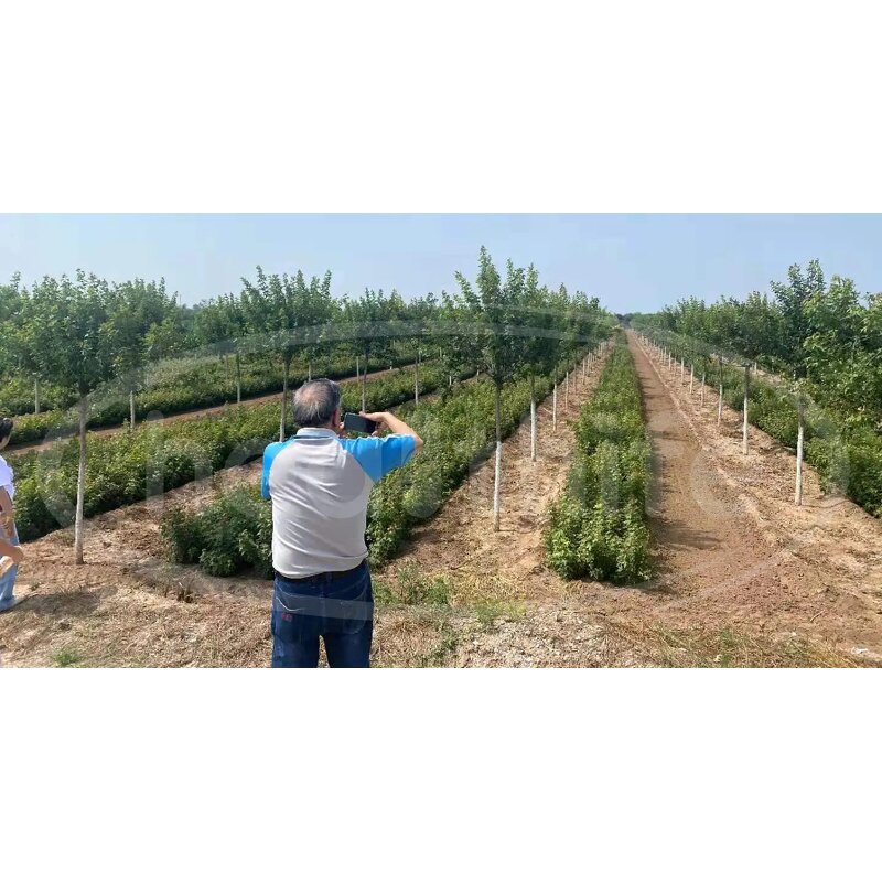 Acer Truncatum Extract Manufacturer - 90% Nervonic Acid Brain Supplement