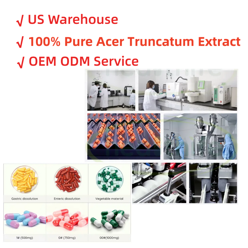 Acer Truncatum Extract Manufacturer - 90% Nervonic Acid Brain Supplement