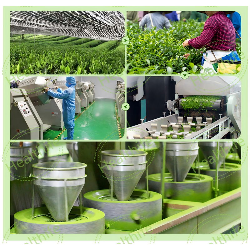 Matcha Tea Powder Manufacturer - Ceremonial Grade Private Label Tin