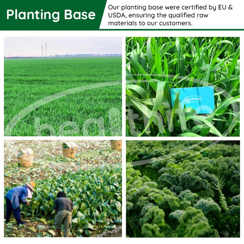 Barley Grass Powder Manufacturer - EU & USDA Organic Green Extract