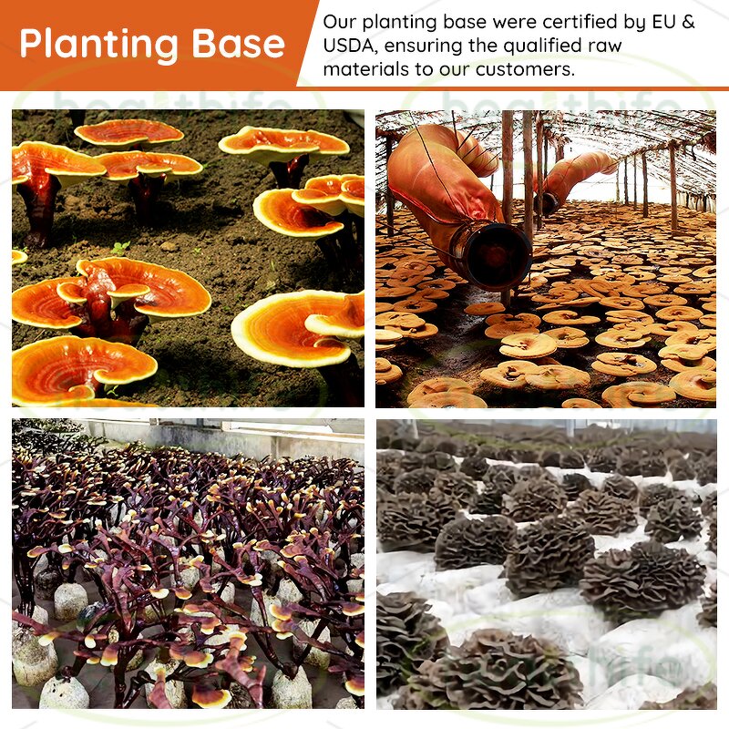 Reishi Mushroom Extract Manufacturer - 30% Beta-Glucan Ganoderma Glucan