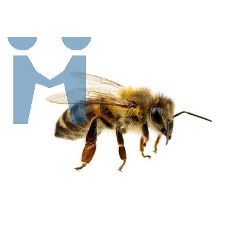 Bee Venom Powder - Wholesale Pure Melittin Extract Bulk Honey Bee Apitoxin