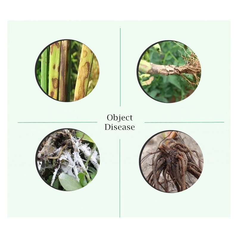 Thifluzamide Manufacturer - 50% WG Fungicide for Soil & Rose Anthracnose