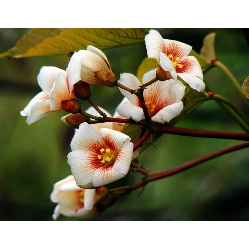 Tung Oil Manufacturer - Pure China Supplier