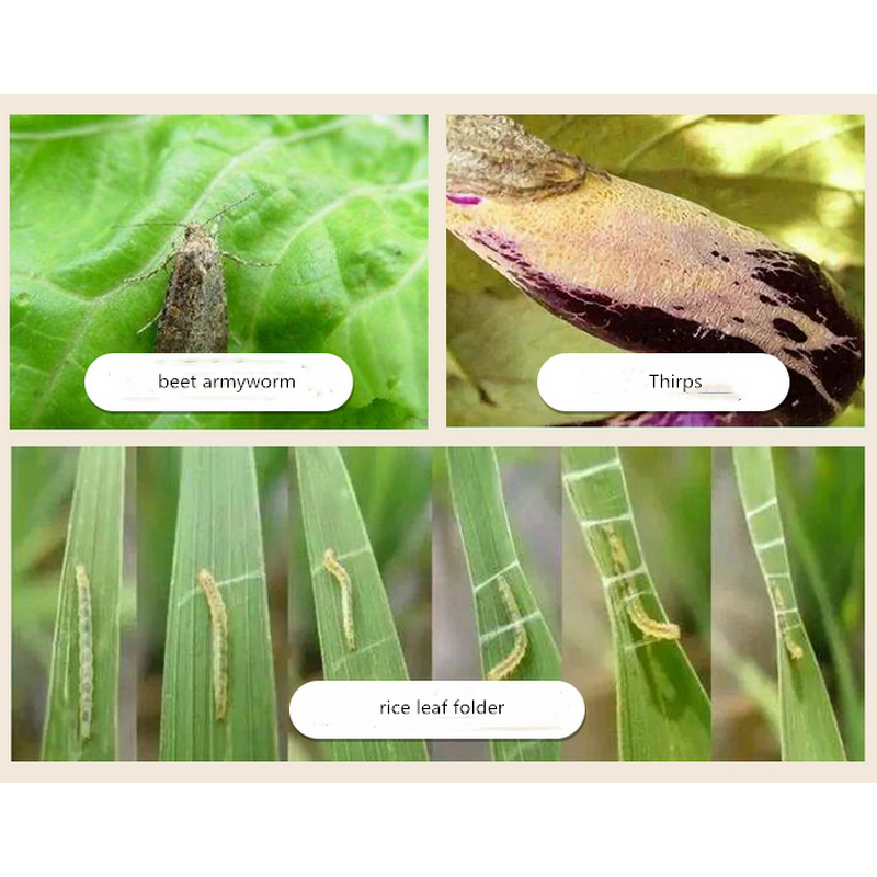 Pyraclostrobin Metiram Manufacturer - 60% WG Fungicide for Cucumber Grape