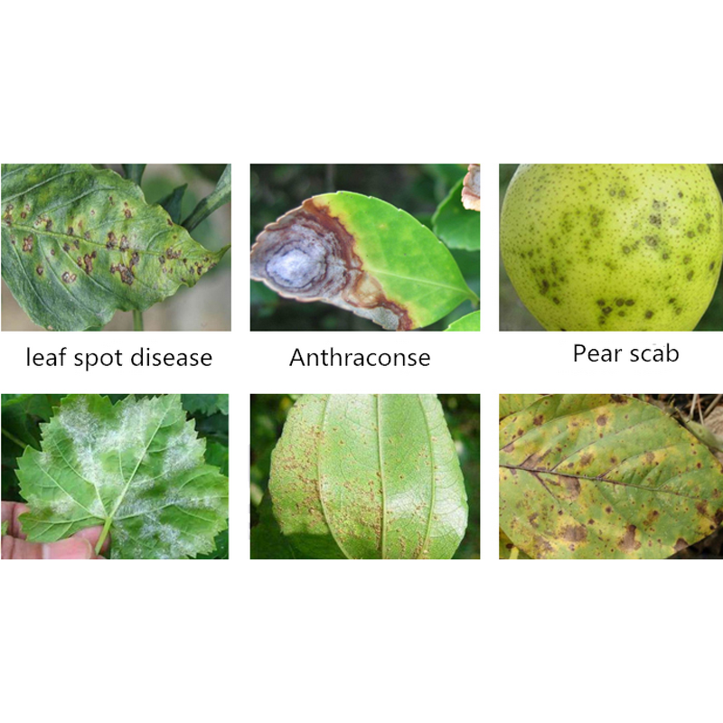 Fungicide Manufacturer - Trifloxystrobin Tebuconazole 75% WG for Rust Disease