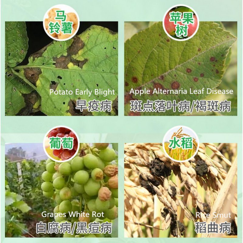 Fungicide Manufacturer - Trifloxystrobin Tebuconazole 75% WG for Rust Disease