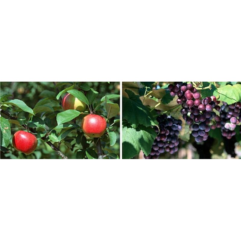 Amino Acid Fertilizer Manufacturer - Water Soluble Microelement Leaf Fertilizer