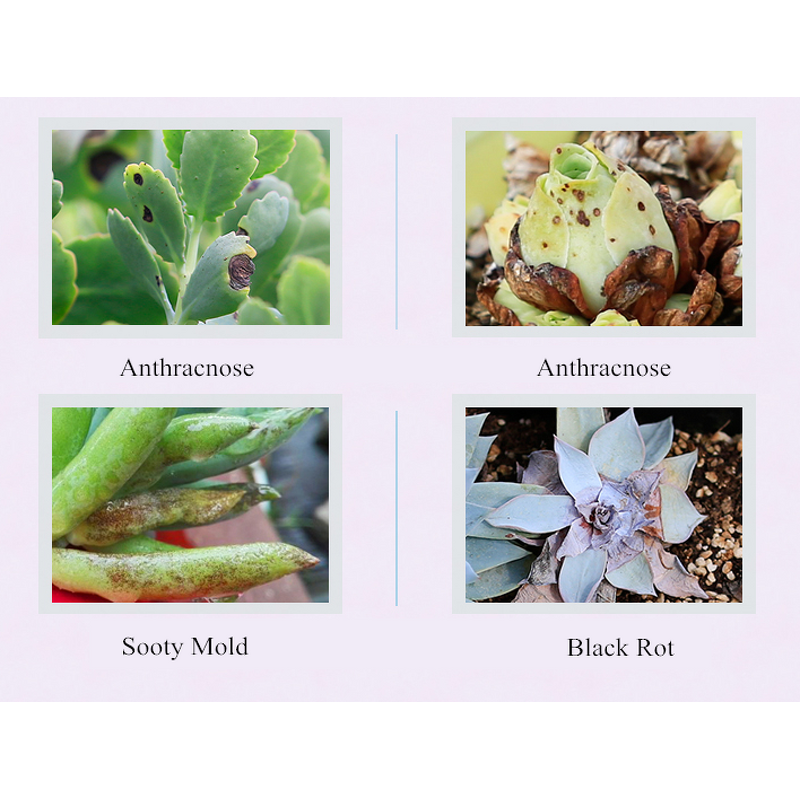 Thifluzamide Manufacturer - 50% WG Fungicide for Soil & Rose Anthracnose