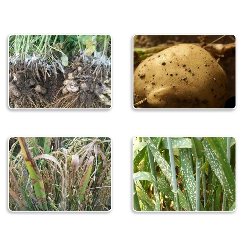 Thifluzamide Manufacturer - 50% WG Fungicide for Soil & Rose Anthracnose