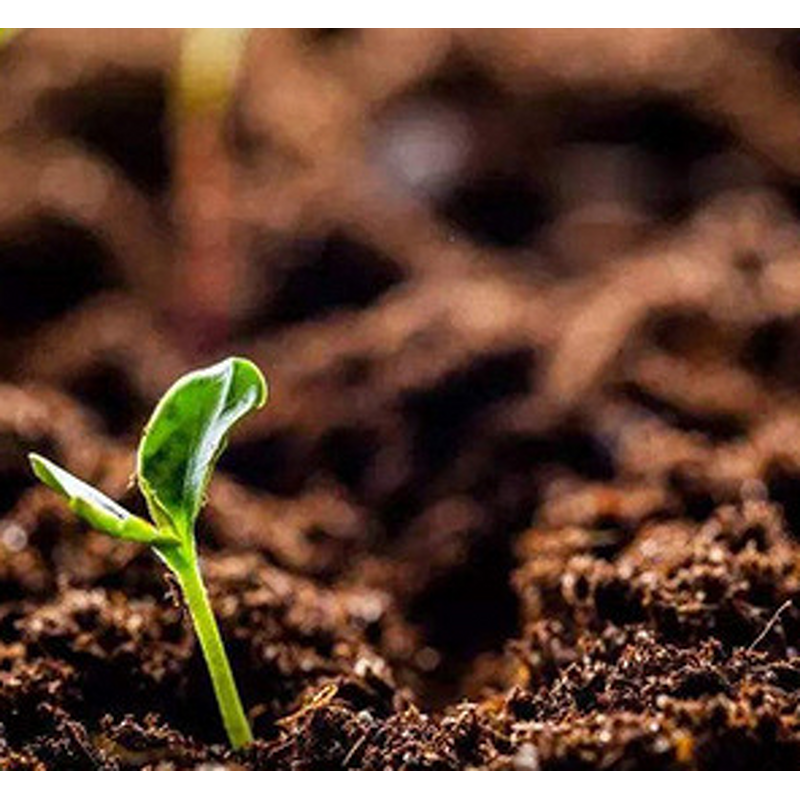 Amino Acid Fertilizer Manufacturer - Chitosan Chitin Liquid for Fruit Vegetable