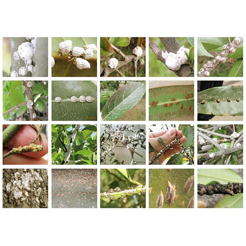 Buprofezin Factory - 98% TC Technical Powder Pesticide CAS 69327-76-0