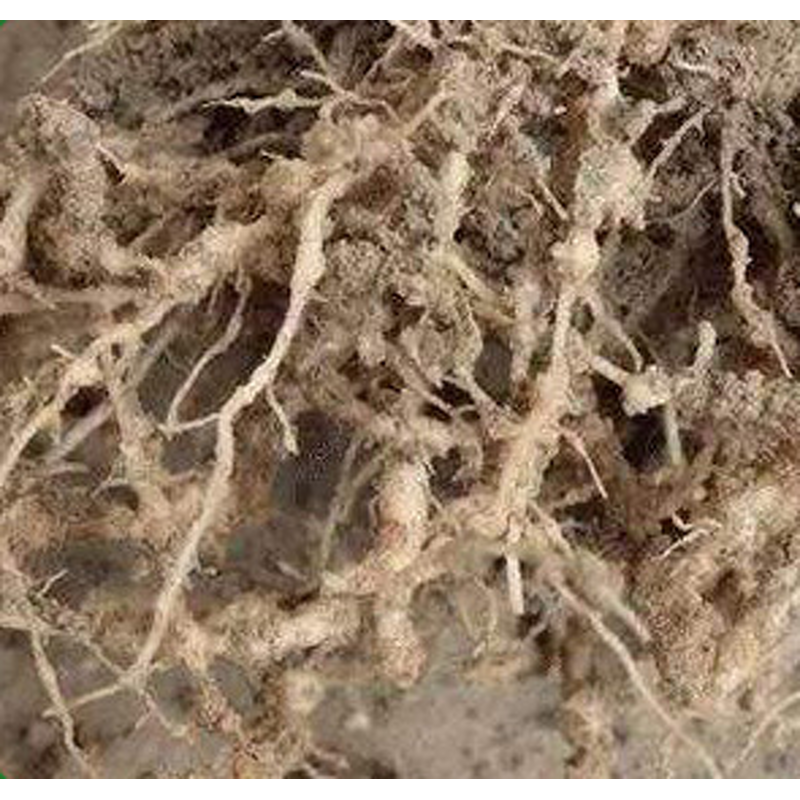 Amino Acid Fertilizer Manufacturer - Chitosan Chitin Liquid for Fruit Vegetable